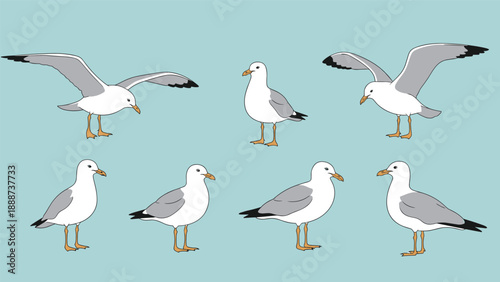 Various poses of white and grey seagulls standing and flying with wings spread against a flat blue sky background for nature design.