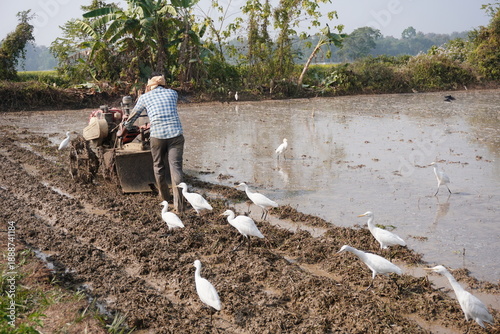 Farmer operating plowing machine in muddy field with birds