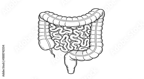 A detailed vector illustration of the human large and small intestines, a representation of the digestive system, anatomical diagram
