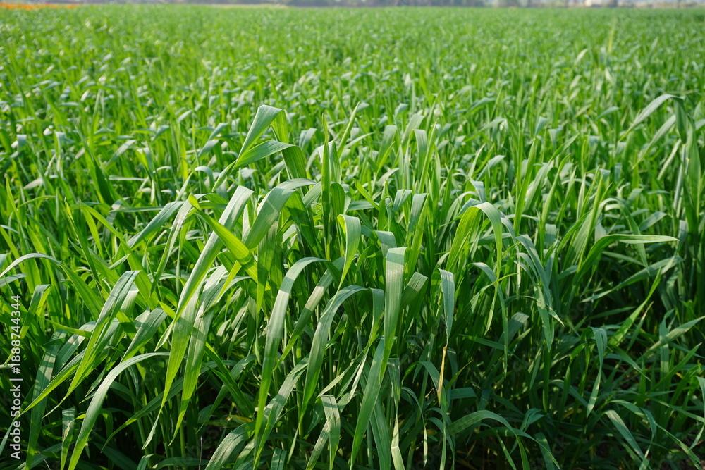Fototapeta premium Lush green field of tall wheat like cereal crop