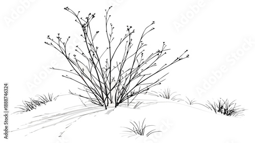 Detailed Line Art of a Bush in Winter Landscape.