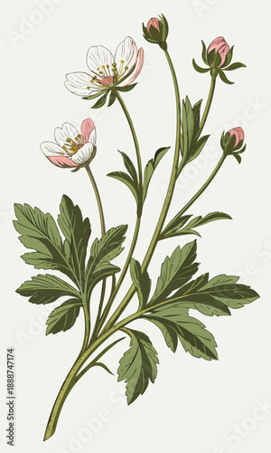 Elegant Vintage Botanical Illustration of a Flowering Plant.