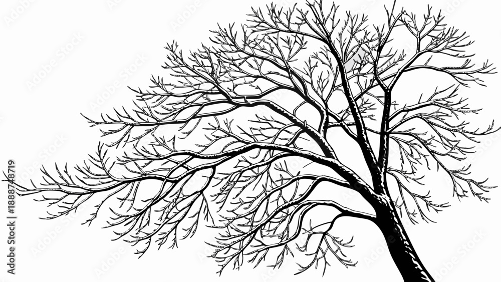 Fototapeta premium Detailed Line Art of a Bare Winter Tree.