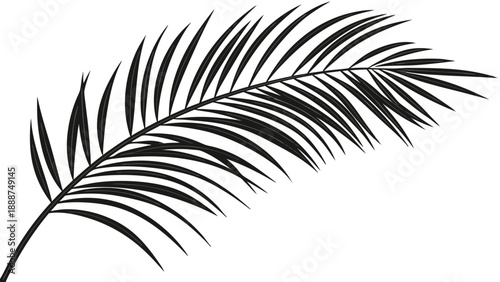 Elegant Palm Leaf Silhouette A Tropical Botanical Illustration.