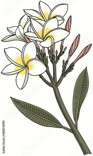 Elegant Plumeria Flower Illustration with Delicate Yellow Accents.