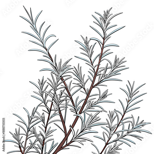 Rosemary Herb Illustration Aromatic Culinary and Medicinal Plant.
