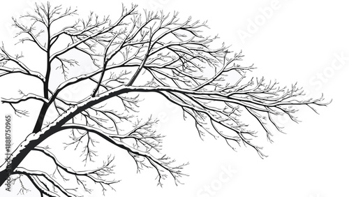 Winters Embrace SnowKissed Branches in a Delicate Sketch.
