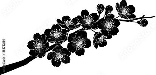 Black cherry blossom branch silhouette vector illustration with flowers and buds isolated on white background, elegant floral spring nature design element.