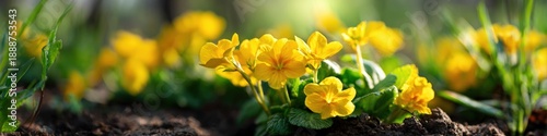 Bright yellow primroses blooming in a sunlit garden landscape