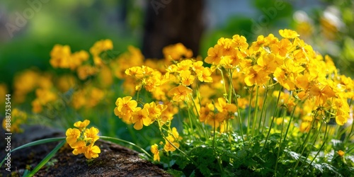 Vibrant yellow wildflowers blooming in sunlit garden