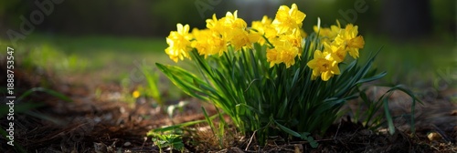 Vibrant yellow daffodils blooming in sunlit garden scene