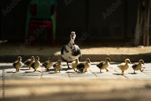 Foto A duck family