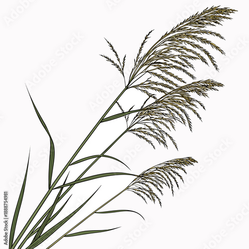 Elegant Miscanthus Sinensis A CloseUp of Ornamental Grass.