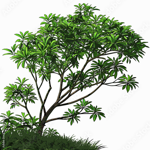 Lush Green Tree with Dense Foliage on a Sunny Day.