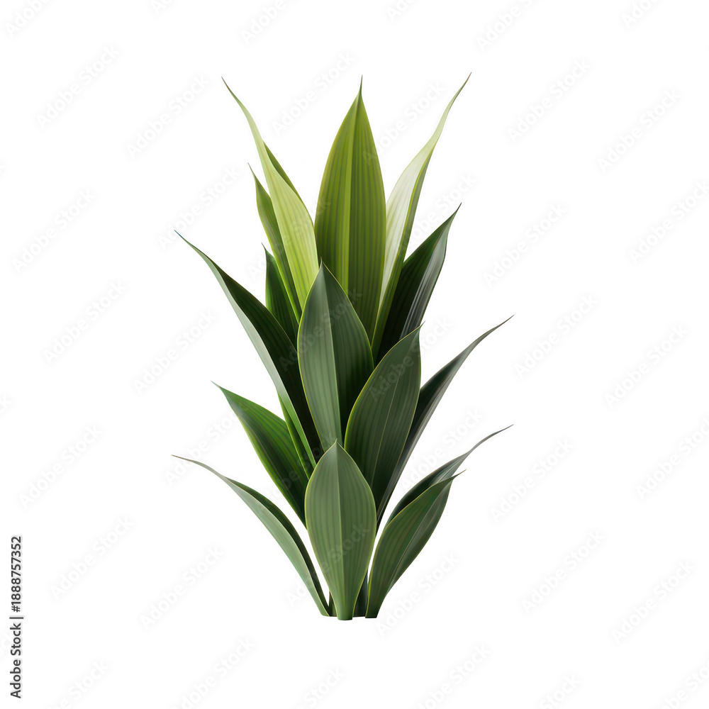 Fototapeta premium Single agave plant with green leaves isolated on transparent background