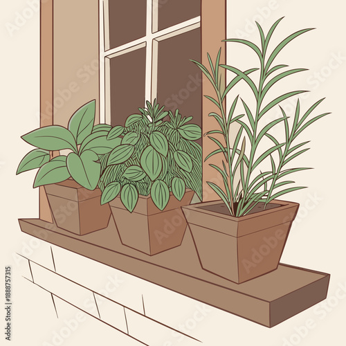 Herbs growing in terracotta pots on a windowsill
