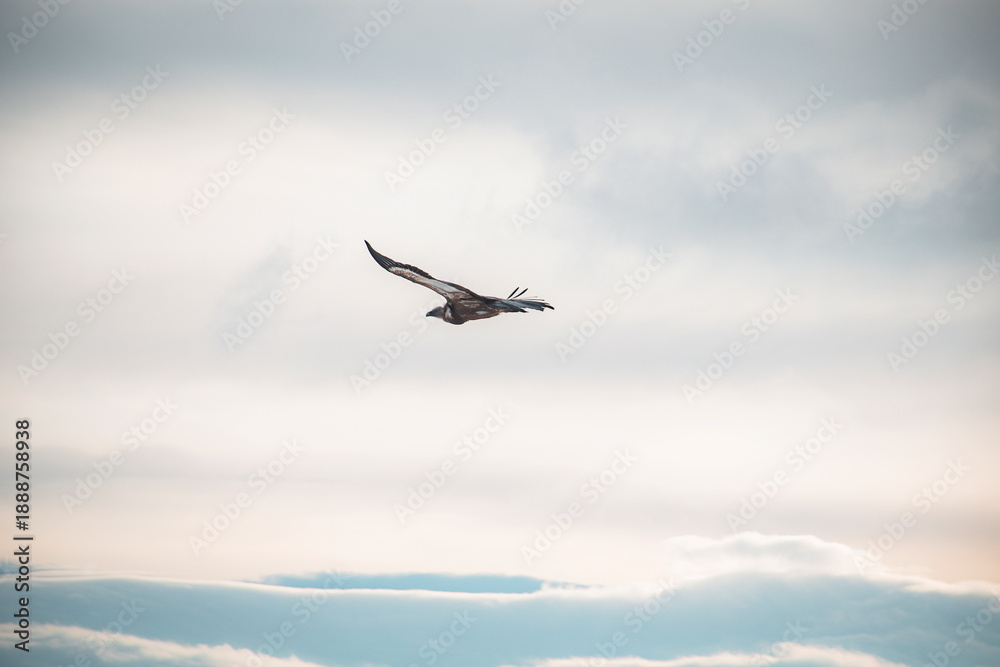 Obraz premium vulture in flight
