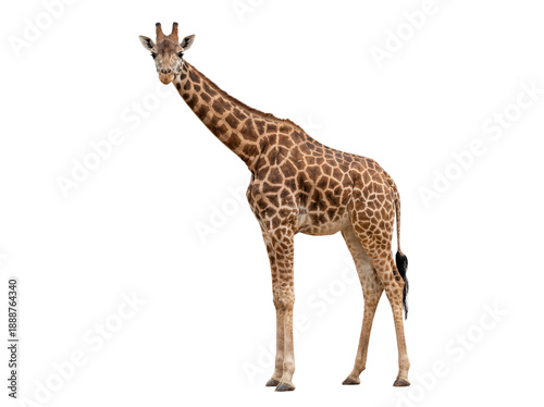 African giraffe standing, side view, isolated on transparent background (PNG)