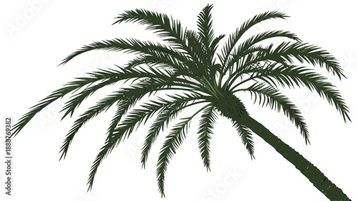 Silhouette of a Palm Tree Against a White Background.