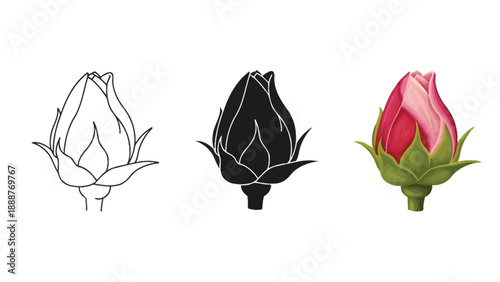 Set of three rose flower buds outline drawing, silhouette and realistic color illustration