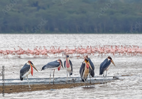 Photos Flocks of marabou and flamingo on a beach