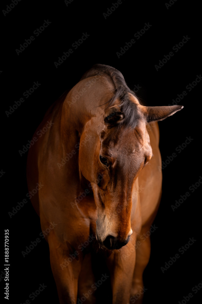 Fototapeta premium Beautiful bay horse on a black background