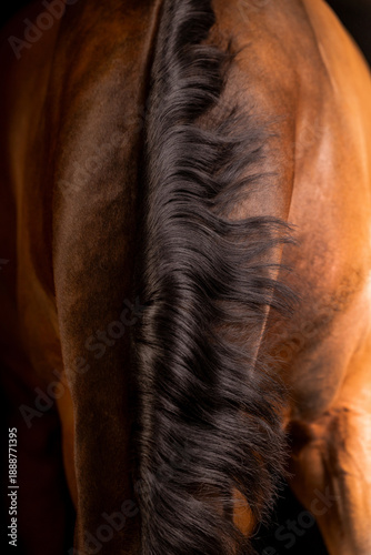 Εκτύπωση καμβά Beautiful bay horse on a black background