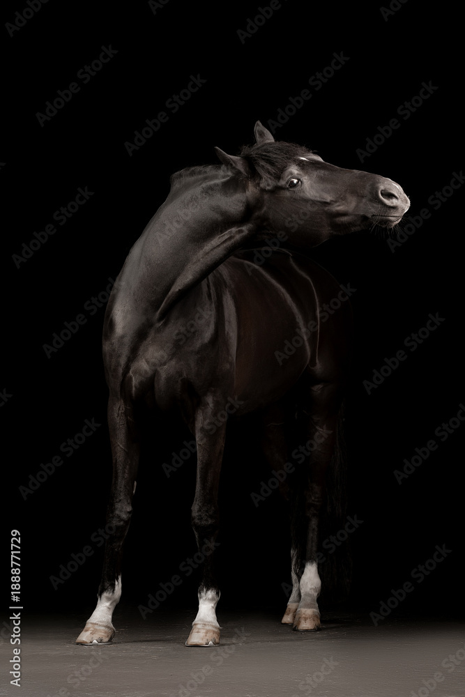Fototapeta premium Beautiful black horse on a black background