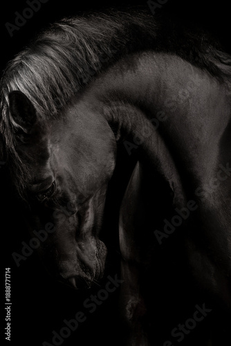 Beautiful black horse on a black background