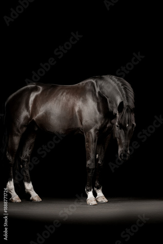 Beautiful black horse on a black background