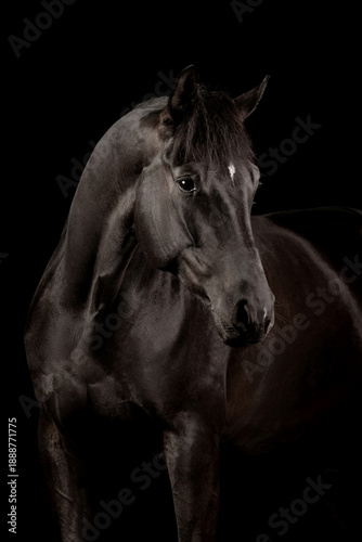 Beautiful black horse on a black background