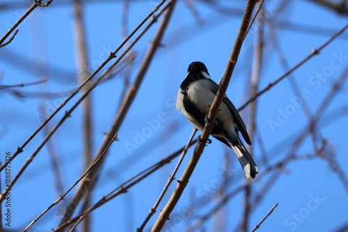Fotografie A japanese tit on a sunny winter day