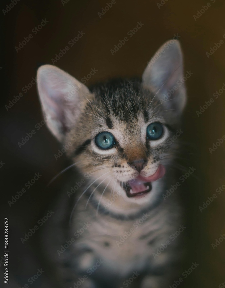 Fototapeta premium portrait of a cat