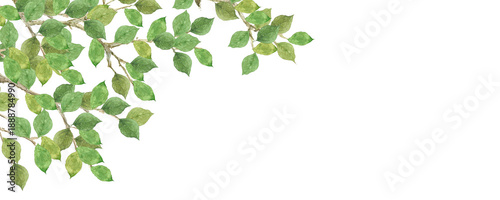 Fresh green leaves watercolor header background with copy space. Hand-painted spring foliage border for website banner.-300dpi-
