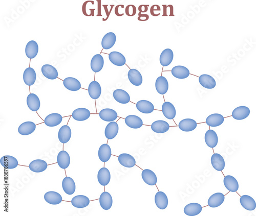 Detailed Glycogen Molecule Structure, Organic Compound Illustration, Sugar Polymer Visualization in Biochemistry and Metabolism Concept