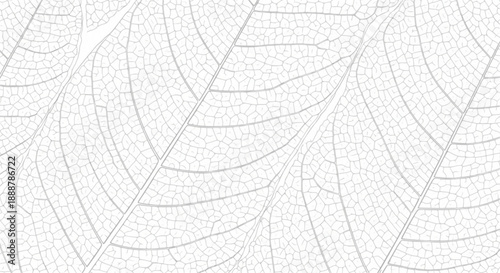 Seamless white leaf vein texture pattern background