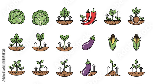 Vector icons of vegetables: cabbage, spinach, chili, eggplant, corn. Illustrations show plant growth stages from seedlings with roots to mature produce, emphasizing agricultural development.