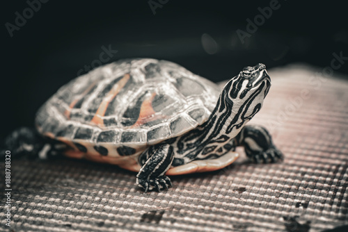 portrait of a turtle on a stone