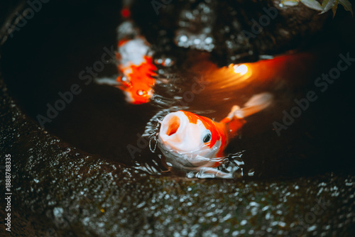 koi fish in the pond