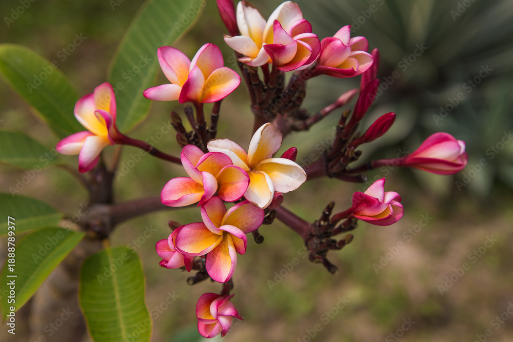 Fototapeta premium Close-up of vibrant pink and yellow plumeria flowers blooming on a tropical tree, with soft natural background and lush green leaves.