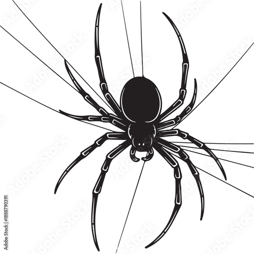 black spider isolated on white