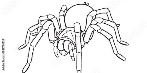 vector illustration of a spider