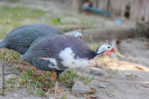 Guinea fowl walk on the ground in a rural, outdoor environment.