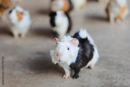 Group of hamsters on the floor indoors