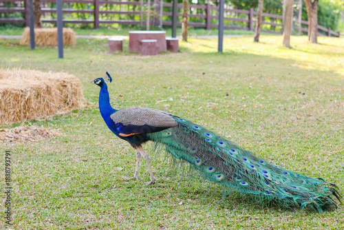 Colorful peacock in a park.