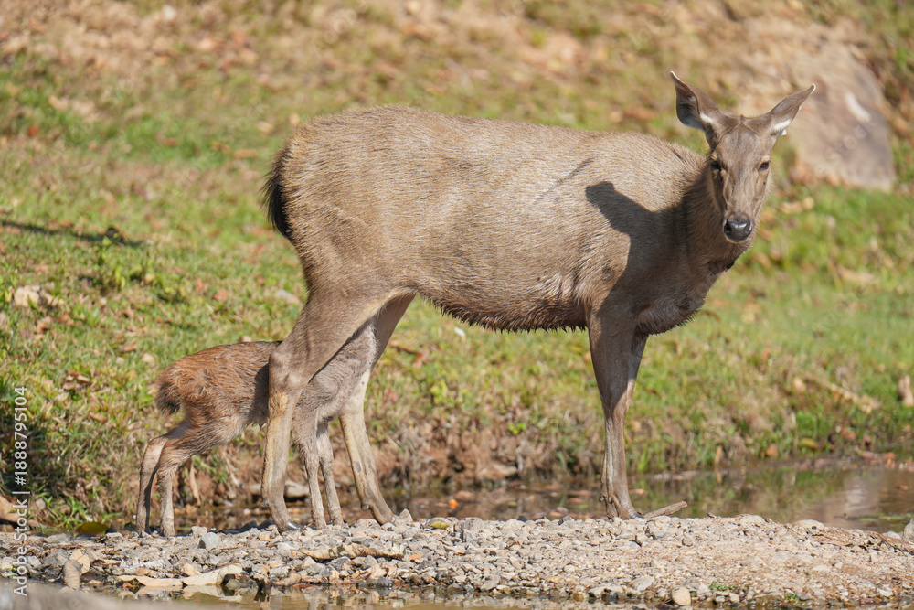 Fototapeta premium Sambar deer (Rusa unicolor) female with baby in the wild