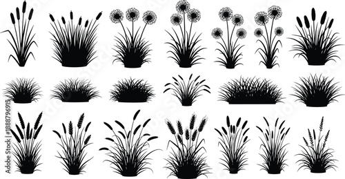  Collection of grass silhouettes, set of reed and cattail plants, vector illustration isolated on white, nature field elements for landscape design.