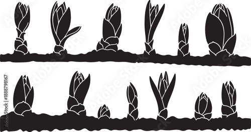Black and white illustration of sprouting plants growing slowly
