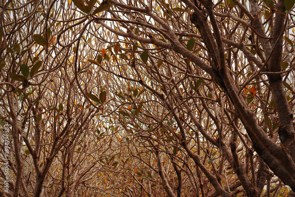 Naklejka premium Intricate frangipani branch tunnel at Nan National Museum, Thailand. Beautiful natural abstract pattern of intertwined wood and sparse leaves for nature and artistic backgrounds.