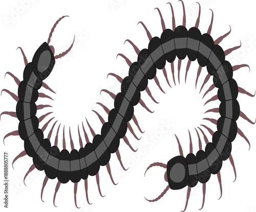 Centipede insect illustration in realistic cartoon style, segmented arthropod with many legs, creepy crawly bug vector isolated on white